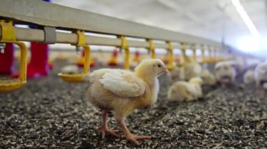 Genç ve komik piliç fabrikada yürüyor. Kapatın. Kümes hayvanları fabrikasının iç kısımlarını çok sayıda kuşla alçak açılı görüyorum..
