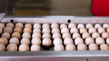Yumurtalar konveyör hattında yavaşça hareket ediyor. Kapatın. Yiyecek fabrikası, kümes hayvanları üretim konsepti..