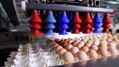 Yumurta paketinin üzerine yerleştirilmiş emme bardakları. Yumurtalar bir satırdan diğerine aktarılır..