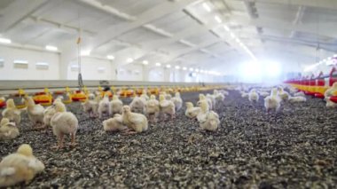 Birçok yavru oturur, ayakta durur ya da ayçekirdeği kabuklarının yanından geçerek yürür. Kümes hayvanları fabrikası..