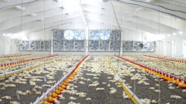 Kümes hayvanları girişiminde birden fazla yavru dinleniyor. Sanayi üretimi için büyük bir fabrikanın içinde..