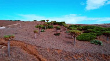 Dracena draco ya da yamaçta büyüyen ejderha ağacına yaklaşıyoruz. Portekiz, Madeira 'nın sıra dışı bitkileri..