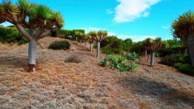 Tepede büyüyen ejderha ağaçları ve agave bitkileri. Portekiz, Madeira 'nın muhteşem bitki örtüsünün üzerindeki insansız hava aracı görüntüleri..