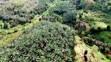 Palmiye ağaçları gruplar halinde büyüyor. Ağaçlar arasında nadir evler bulunan çeşitli bitki örtüsü üzerine hava perspektifi.