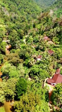 Palmiye ağaçlarıyla dolu verimli tropikal ormanın üzerinde uçmak. Bazı kır evleri çatıları ormanlar arasındadır. Hava görüntüsü. Dikey video.
