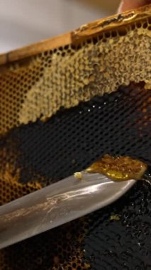 Adam elektrikli bıçak kullanarak bal taraklarından örtüleri kesiyor. Makinede bal almak için çerçeveleri hazırlıyorum. Dikey video