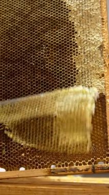 Erkek el bal peteklerinin üzerindeki balmumunu kesiyor. Çerçeveleri sağlıklı organik ürün hasat etmek için hazırlıyorum. Kapatın. Düşük açı. Dikey video