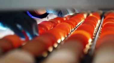 Eldivenli eller, taşıyıcıdaki çürük yumurtaları ayıklıyor. Parlak ışıkla aydınlatılmış yumurtaların yakın görüntüsü.