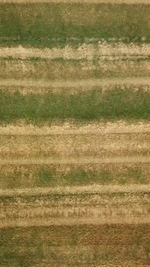 Hasat makine alanında çalışan. Biçerdöver toplar buğday birleştirin. Havadan görünümü. Yukarıdan.