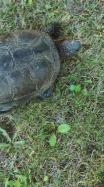 Yazın bahçede çimlerin üzerinde kuyruklu bir kaplumbağa emekliyor. Yakın plan.