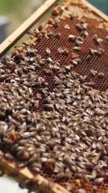 Çerçevede gezinen bal arıları. Apiaristin elinde çerçeveyle bal yapan arılar var. Arı yetiştiricisinin elinde çerçeveler. Yakın plan. Dikey video