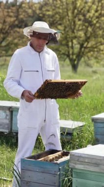 Beyaz takım elbiseli arıcı arıları inceliyor. Profesyonel arıcı, yeşil doğa arka planında arılarla dolu bir çerçeve tutuyor. Dikey video