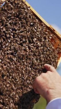 Arıcı çıplak elle arılara dokunuyor. Arı avucunun içinde bal çerçevesi. Apiculture süreci. Yakın plan. Dikey video