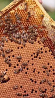 Arı yetiştiricisinin elinde bal çerçevesi. Apiarist, üzerinde arıların çalıştığı çerçeveyi tutuyor. Arı çiftçisi arıları inceliyor. Yakın plan. Apier konsept. Dikey video
