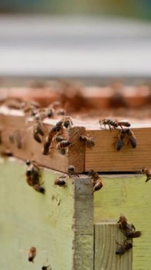 Tahta kovanda arılar. Arılar bulanık arka planda bir arı kovanında uçuyor ve sürünüyorlar. Arılar yazın doğal bal yapar. Yakın plan. Dikey video