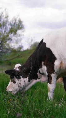 Beyaz ve siyah buzağı otlakta ot yiyor. Güzel yeşil çayırda otlayan şaşırtıcı küçük inek. Dikey video