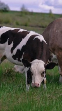 Süt sağan inek ve küçük bir buzağı otlaması. Otlaktaki inekler. Güzel siyah beyaz buzağı çayırda kahverengi ineğin yanında ot yiyor. Dikey video