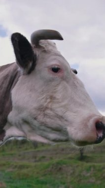 Çayırda boynuzları olan kahverengi inek. Gökyüzü arka planında duran güzel süt ineği. Akşamları otlaktaki evcil hayvan. Dikey video