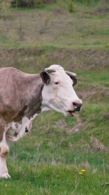 Süt ineği otluyor. Baharda çayırdaki kahverengi beyaz inek. Otlaktaki güzel süt ineği. Süt sığırı otlağı. Dikey video