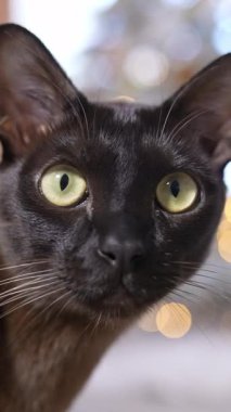 Koyu kediciğin kameraya bakışını yakından izle. Sevimli sevimli kedi izliyor. Dikey video