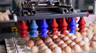 Emici bardaklı makine yumurtaların üzerine indirir ve diğer taşıyıcıya taşır. Kümes hayvanları fabrikası işi..