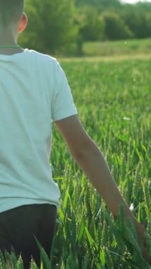 Sırtı dönük bir çocuk buğday tarlasında yürüyor ve yaz tatilinde çevresindeki manzarayı inceliyor. Yavaş çekim Dikey video