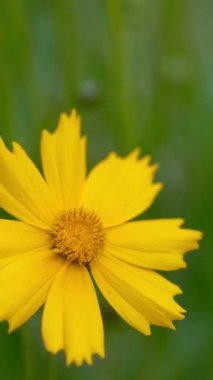 Bahçedeki sarı çiçekler. Koreopsis. Yaz çiçekleri. Dikey video