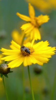 Bal arısı parlak sarı bir çiçekte polen topluyor. Koreopsis. Dikey video