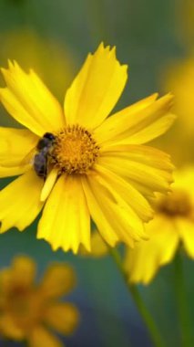 Bal arısı parlak sarı bir çiçekte polen topluyor. Coreopsis Dikey Video
