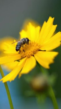 Güzel yaz çiçekleri. Coreopsis Dikey Video