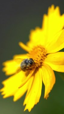 Koreopsis. Arılı çiçek, tozlaşma Dikey video