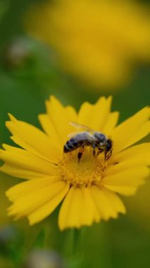 Sarı gıdıkçekirdek çiçeği. Koreopsis. Bal arısı nektarı emer. Dikey video