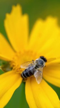 Bahçedeki güzel sarı koreopsis auriculata çiçeği. Yaz çiçekleri dikey video