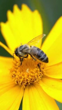 Güzel yaz çiçekleri. Koreopsis. Sarı çiçekli arı, dikey videoyu kapat