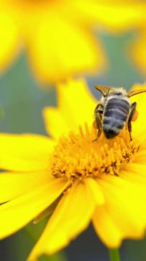 Sarı bir çiçeğin üzerindeki arı polen topluyor ve kovanda bal üretmek için nektar topluyor. Coreopsis Dikey Video