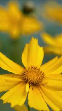 Bahçedeki sarı çiçekler. Bahar çiçekleri, açık havada dikey video