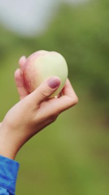 Bir kadının elinde yeşil elma. Bahçedeki olgun elmaları dikey videoda topla