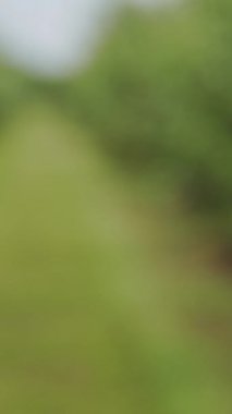 Kadın ellerinde sulu taze elma. Yakın plan. Dikey video