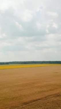 Buğday tarlası yazın olgunlaşıyor. Yüksekten manzara manzarası. Kamera geriye doğru hareket ediyor. Buğday hasadı. Hava görüntüsü. Dikey video
