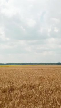 Buğdayla ekilmiş arazinin havadan görünüşü. Buğday başakları sıcak bir havada güneşte olgunlaşıyor. Kamera hareketi ileri. Tarım İşleri Dikey Videosu