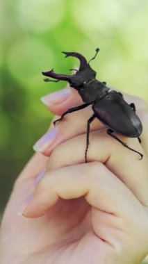 Büyük boynuzlu böcek. Bir elde geyik böceği. (Lucanus cervus) Dikey video