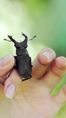 Elinde geyik böceği var. Lucanus cervus. Dövüşen böcekler Dikey video