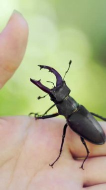 Elinde geyik böceği var. Lucanus cervus. Dövüşen böcekler Dikey video