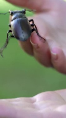 Geyik Böceği (Lucanus cervus). Böcek insan eli boyunca sürünüyor. Dikey video