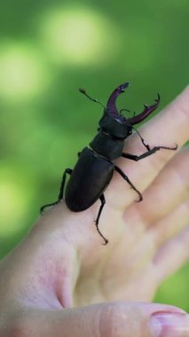 Elinde geyik böceği var. Lucanus cervus. Dövüşen böcekler Dikey video