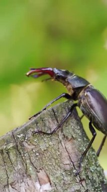 Siyam gergedan böceği dalda bulanık doğa geçmişine sahip. Geyik Böceği (Lucanus cervus). Dikey video