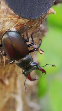 Tropikal ormanda, uzun ve keskin çeneli dünyanın en büyük erkek geyik böceği. Dikey video