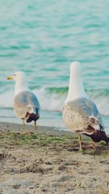 Yazın mavi dalgaların arka planında beyaz martılar deniz kıyısı boyunca koşuyor. Yavaş çekim Dikey video