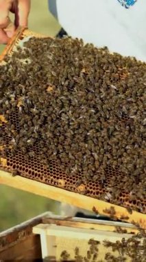Arı yetiştiricisi arıları bal peteğinde inceliyor. Arı yetiştiricisinin elleri. Arı çok yakında. Dikey video