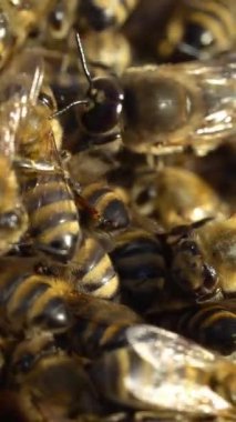 Bal hücreleri üzerinde çalışan arıları yakından izleyin. Bal peteği üzerinde çalışan arılar. Bal peteği üzerinde arılar Dikey video